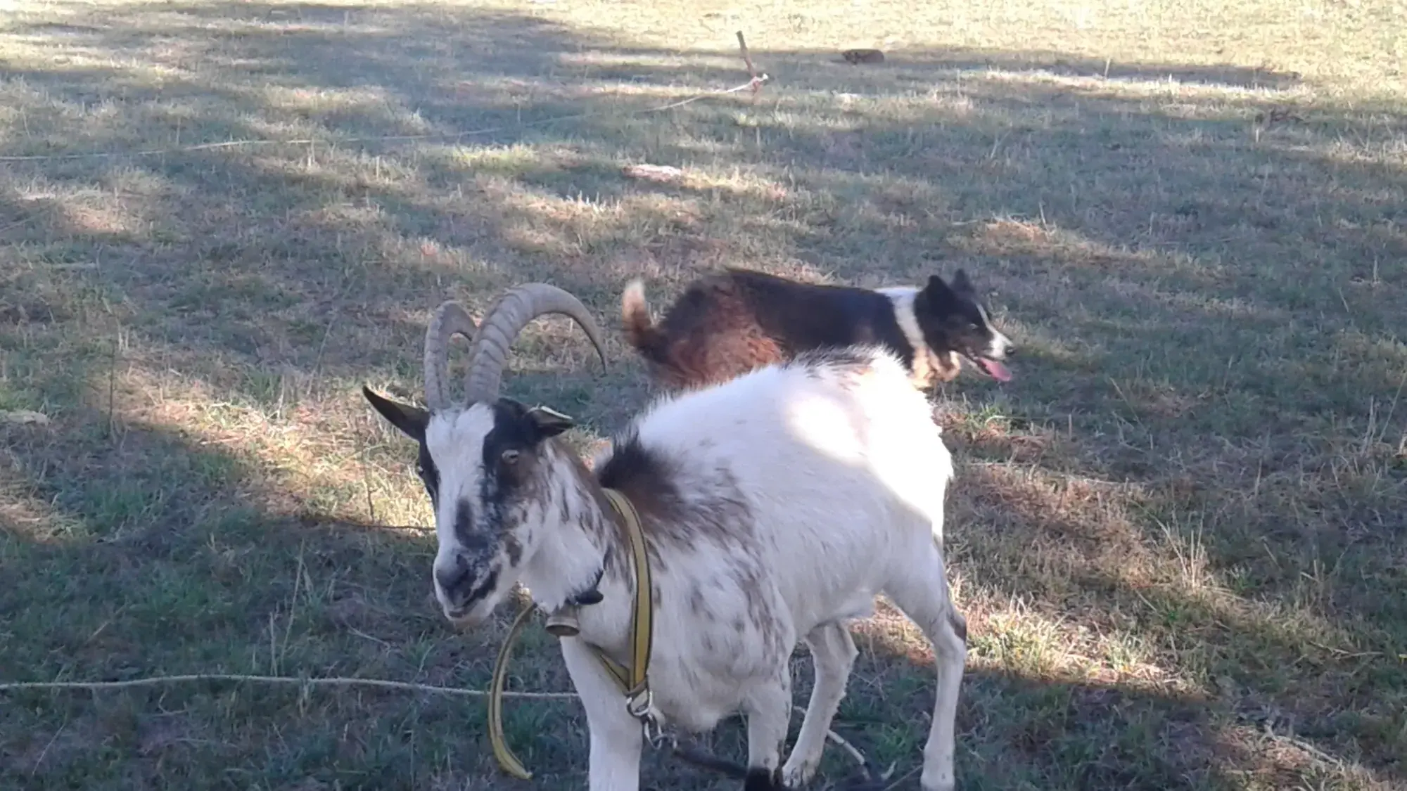 Biquette la chèvre et Tina la chienne dans le pré