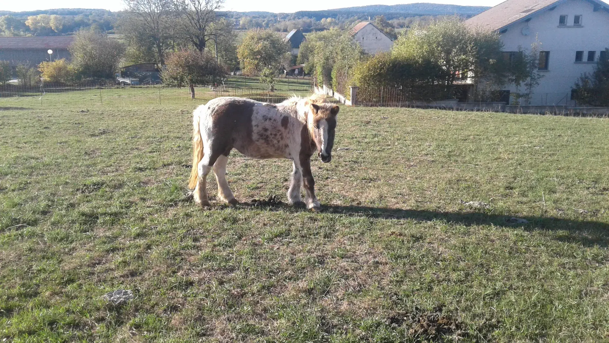 Toundra, le poney de la ferme, dans son pré