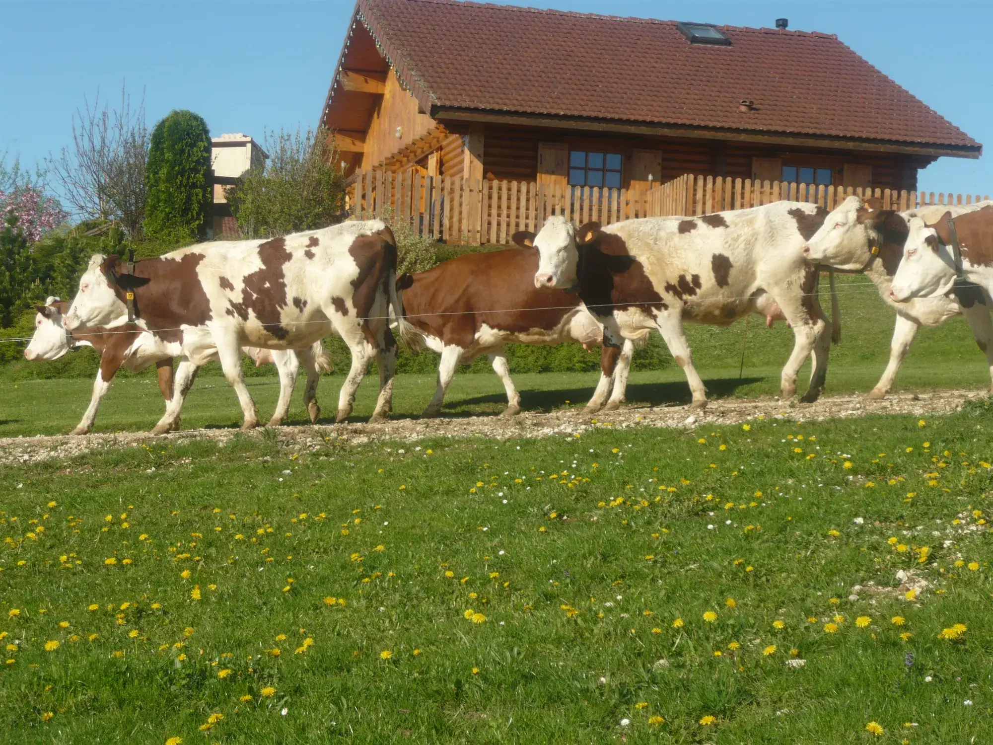 Le troupeau rentre du pré en passant devant un chalet