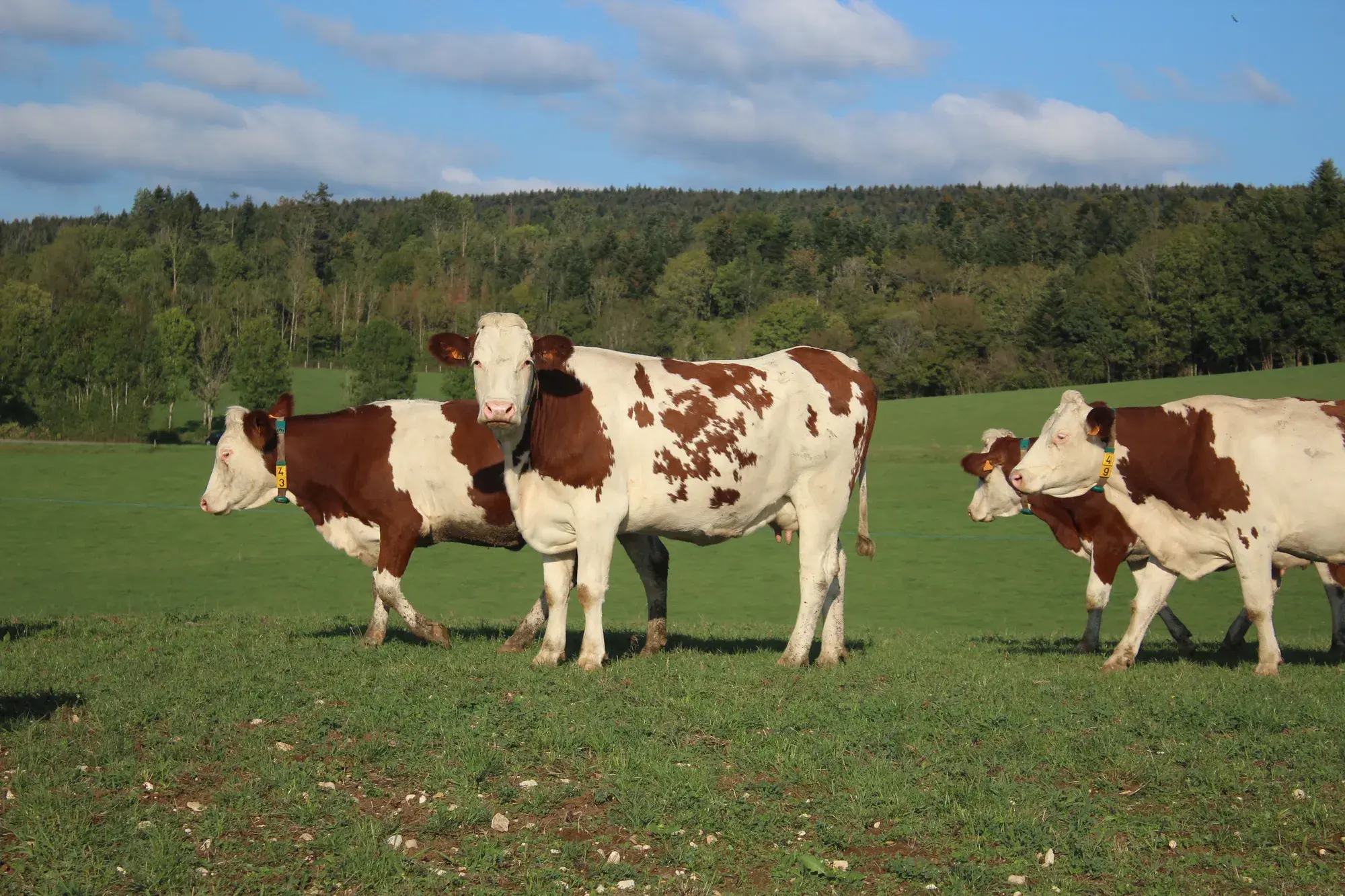 Vaches laitières au pré, à la lisière de la forêt jurassienne