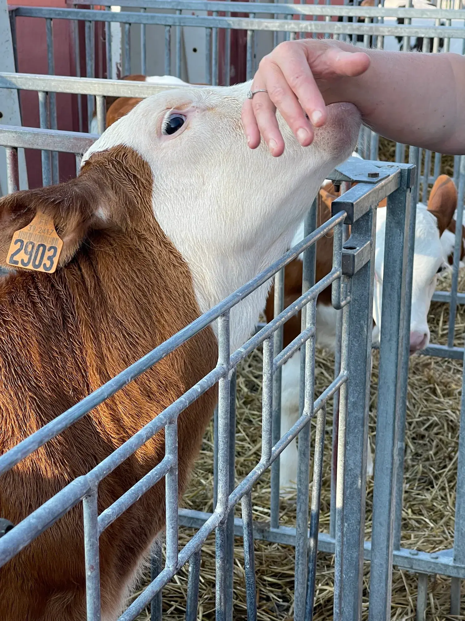Vacances à la ferme dans le Jura : le bonheur des enfants