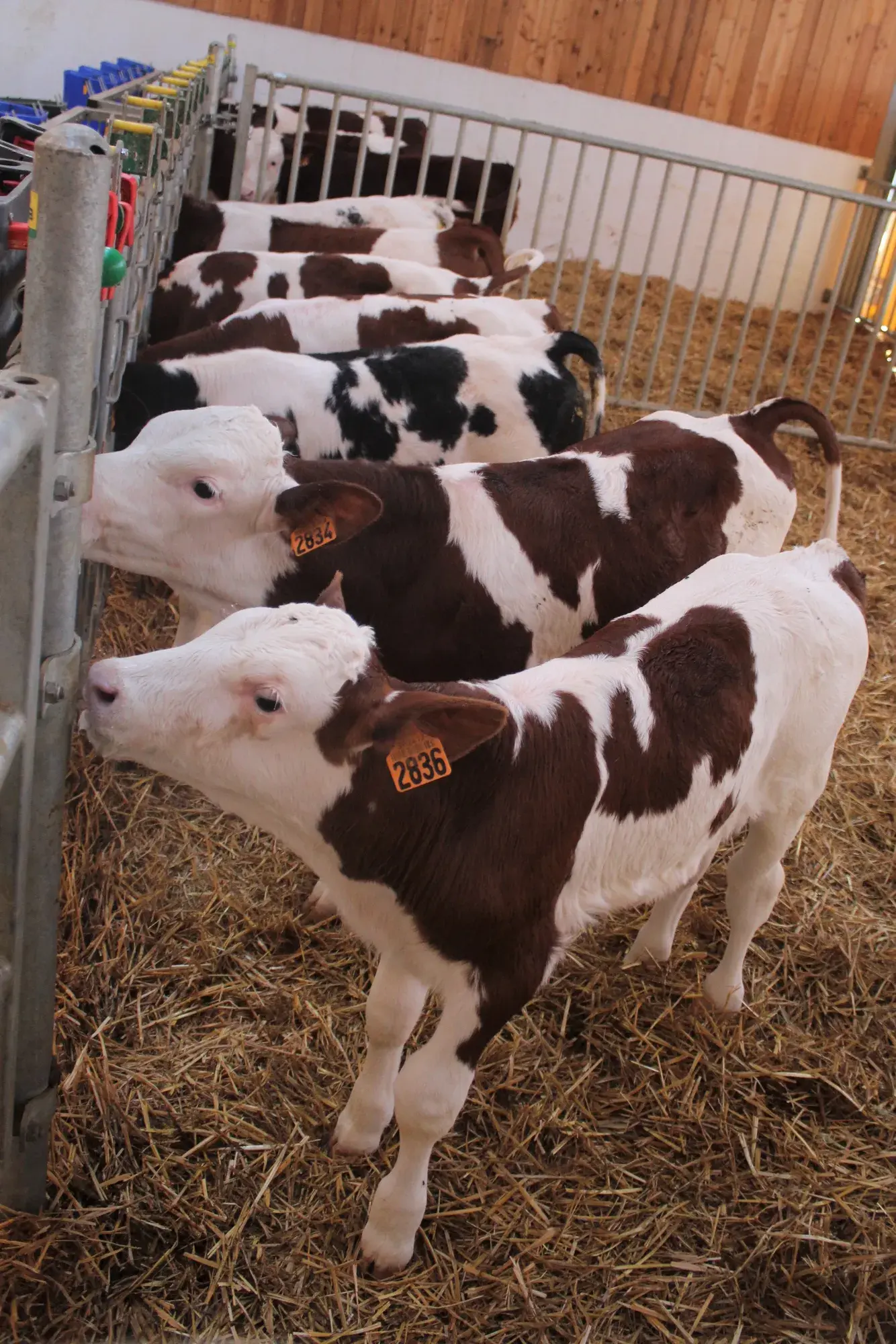 Les veaux dans leur box de paille à l'heure du lait