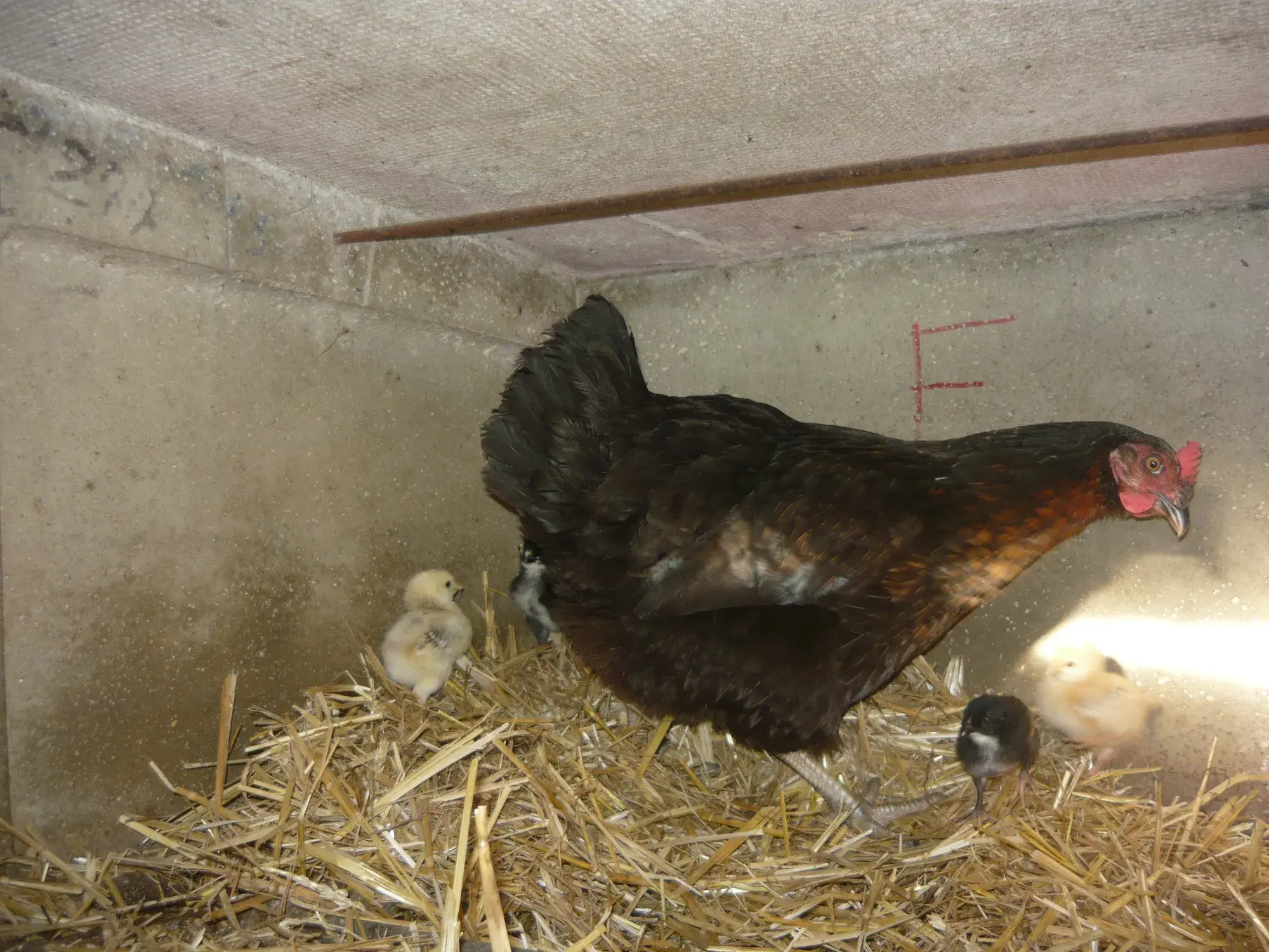 Une poule et ses poussins dans la paille