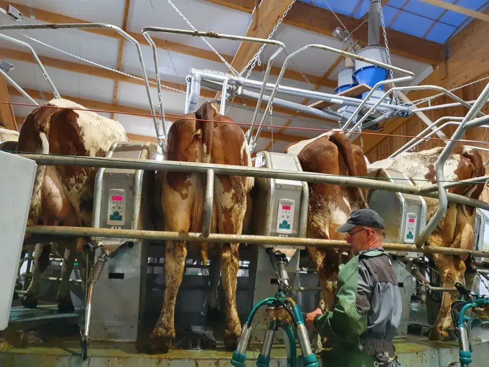 Didier à la traite des vaches dans la salle de traite rotative