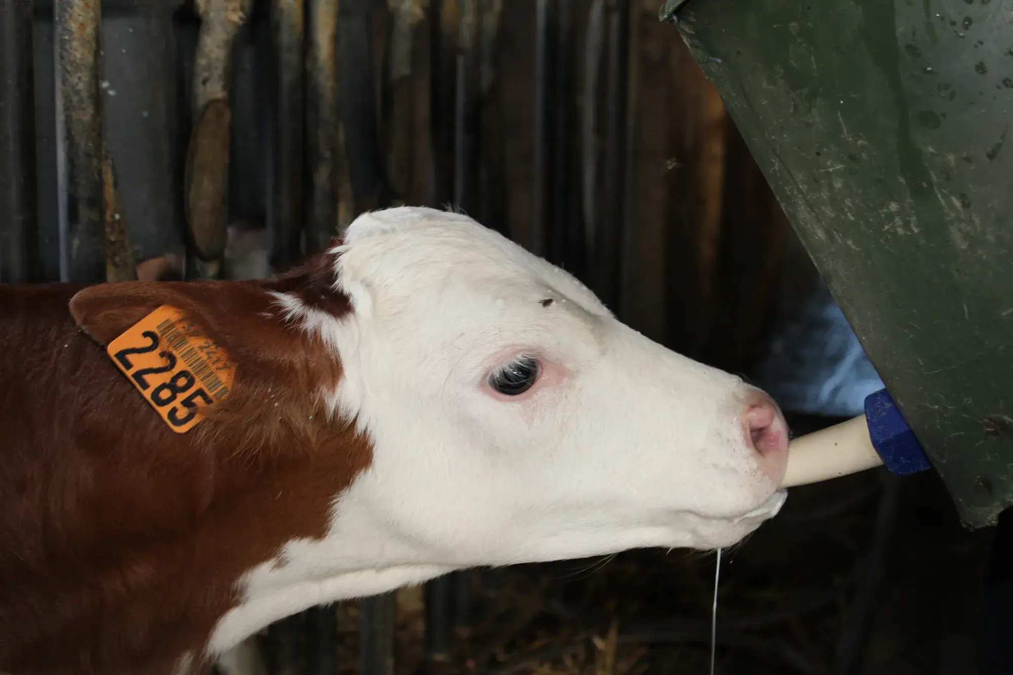 Un veau boit son lait à la tétine