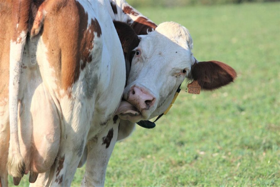 Pourquoi les enfants adorent passer leurs vacances à la ferme ?