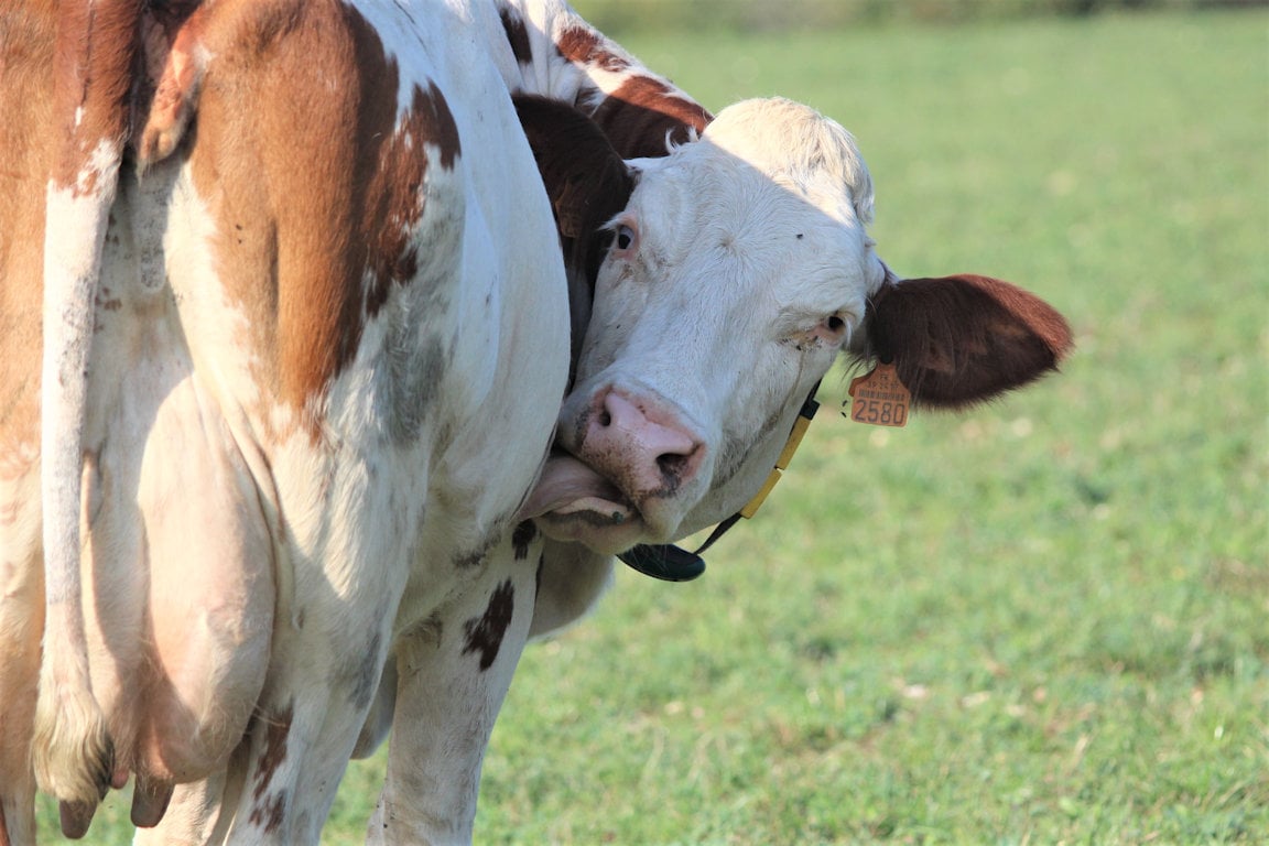 vache qui se leche