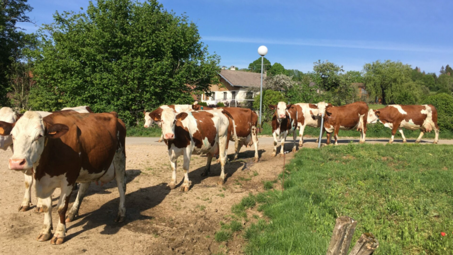 « Bienvenue à la Ferme », le réseau qui recense les fermes à visiter en France. Mais pas que !